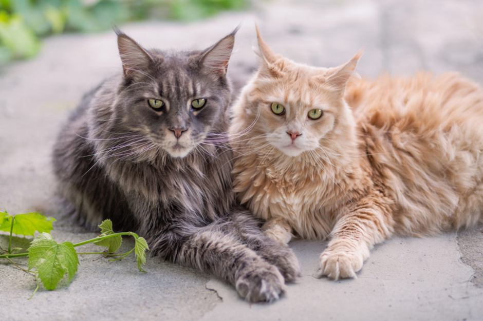 två maine coon katter i grå och orange färg