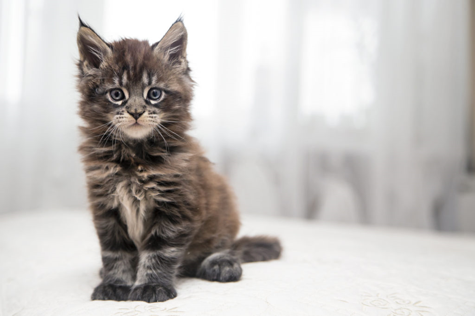 Maine coon kattunge