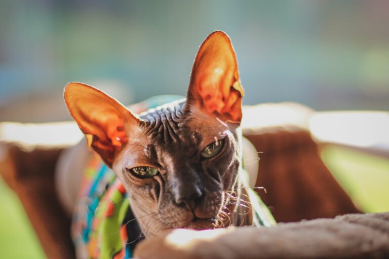 Sphynx katt