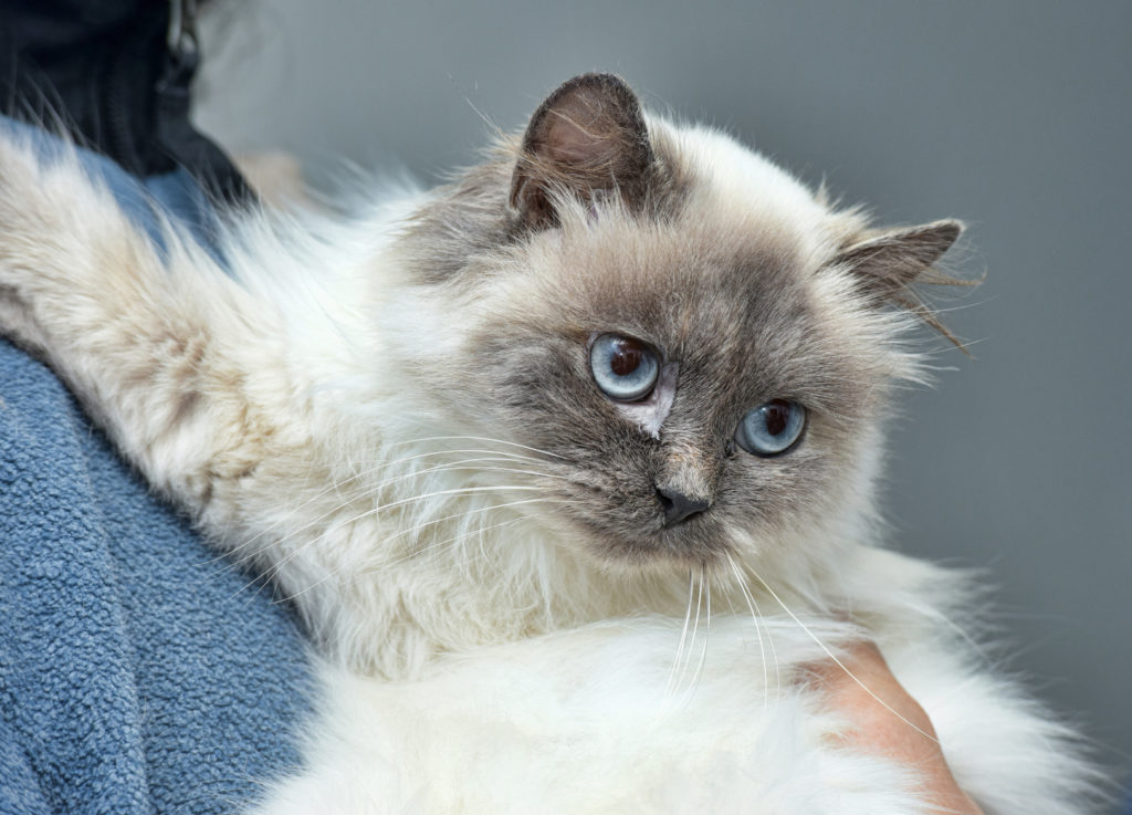 Himalayan katt med blå ögon