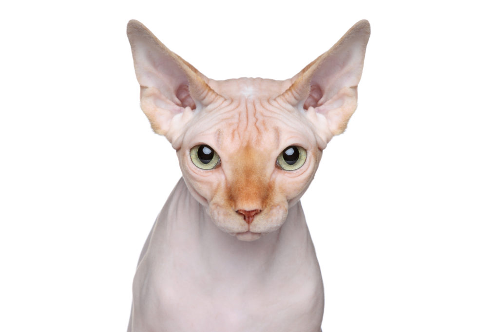 en vit sphynx katt