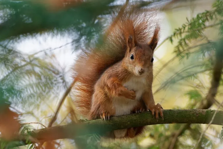 Ekorre (Sciurus vulgaris) sittande på en gren