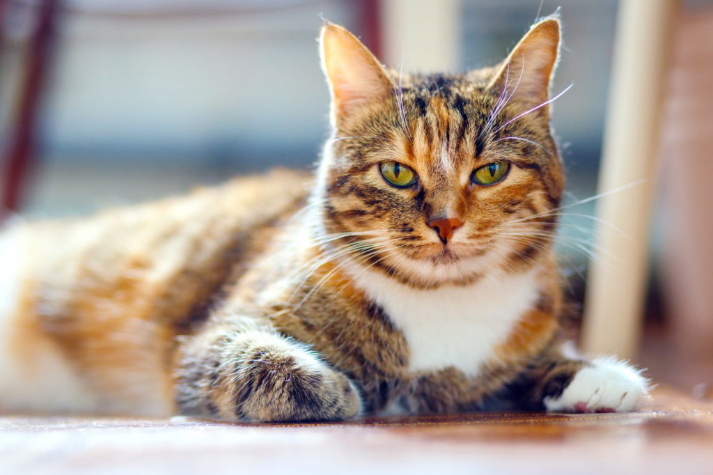 american shorthair kan ha många olika färger