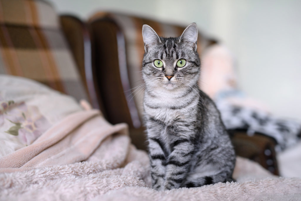 En American shorthair sitter på sängen