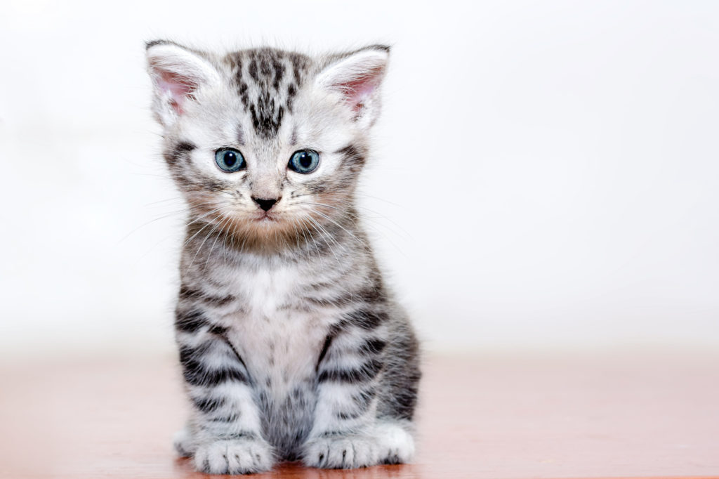 American shorthair kattunge