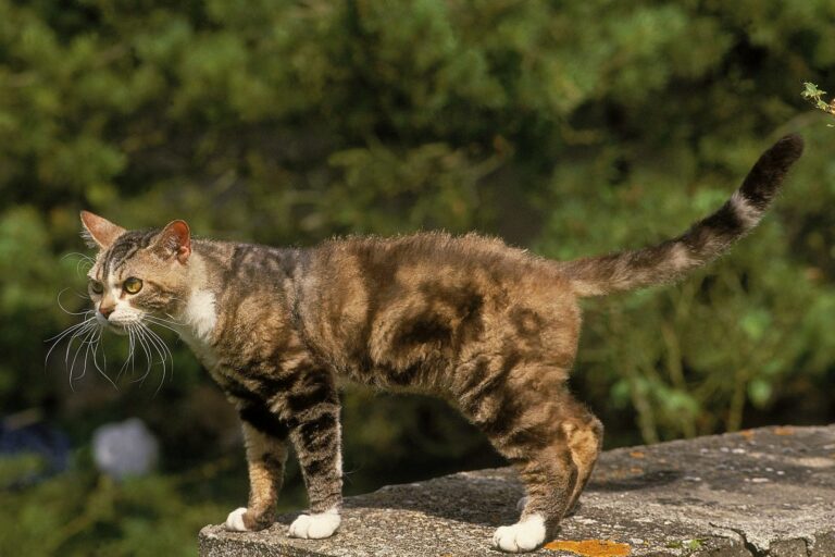 American wirehair