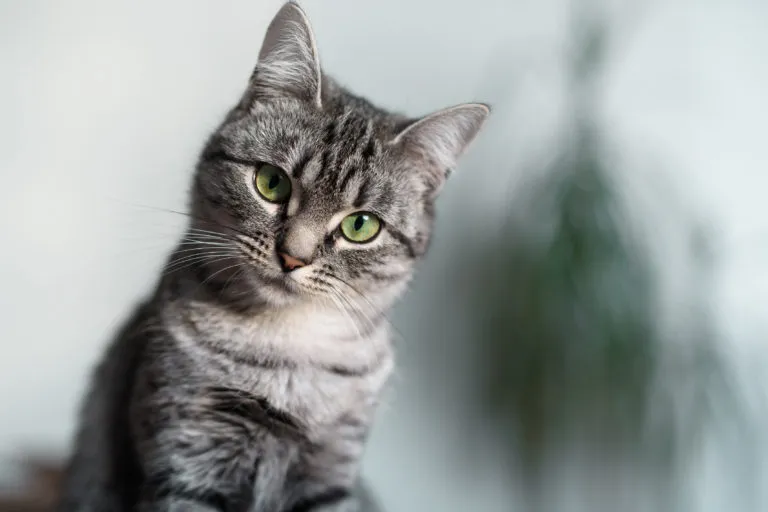 American Shorthair