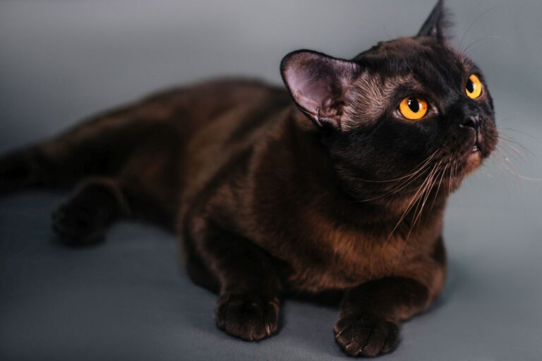 en svart bombay katt