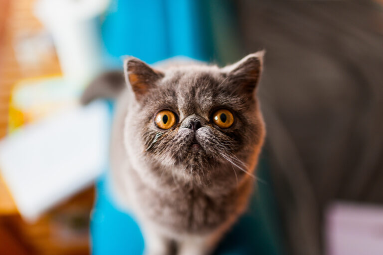 Exotic Shorthair (Exotisk korthårig katt)