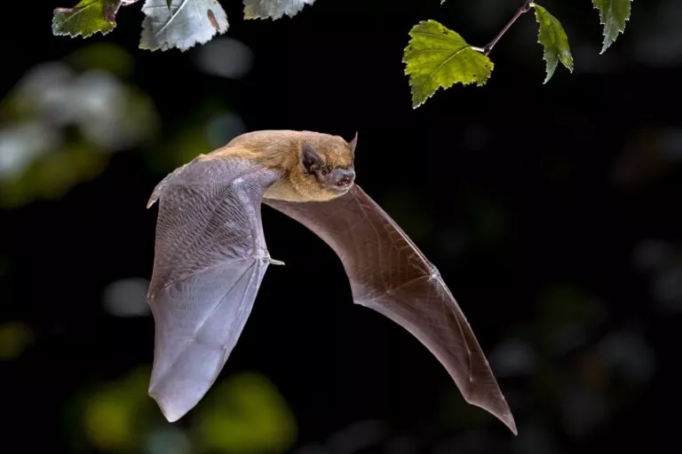 Fledermausfliegen