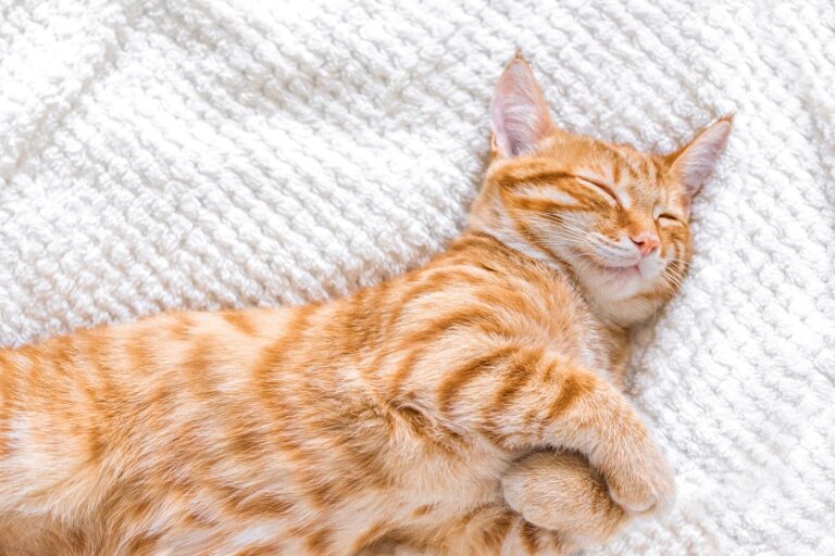 Katten som förebild - en orange katt som vilar