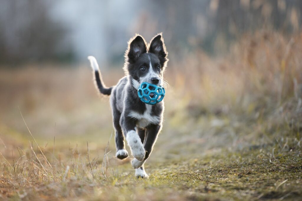 Hund i puberteten upptäcker omgivningen