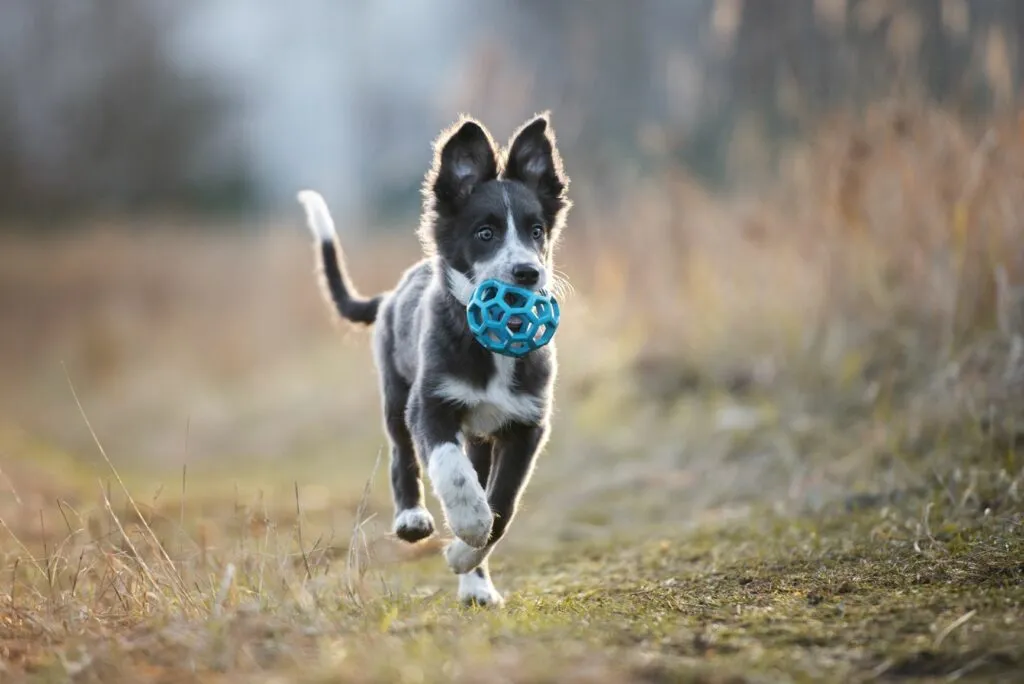 Hund i puberteten upptäcker omgivningen