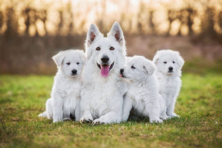 valparnas utveckling - En vit hund med sina vita valpar