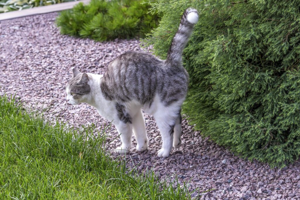 en katt i puberteten markerar revir