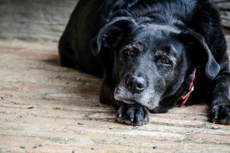 hög ålder hos hundar - en gammal labrador