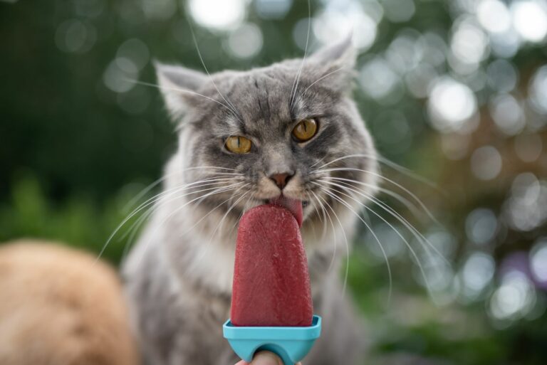 en katt äter en kattglass