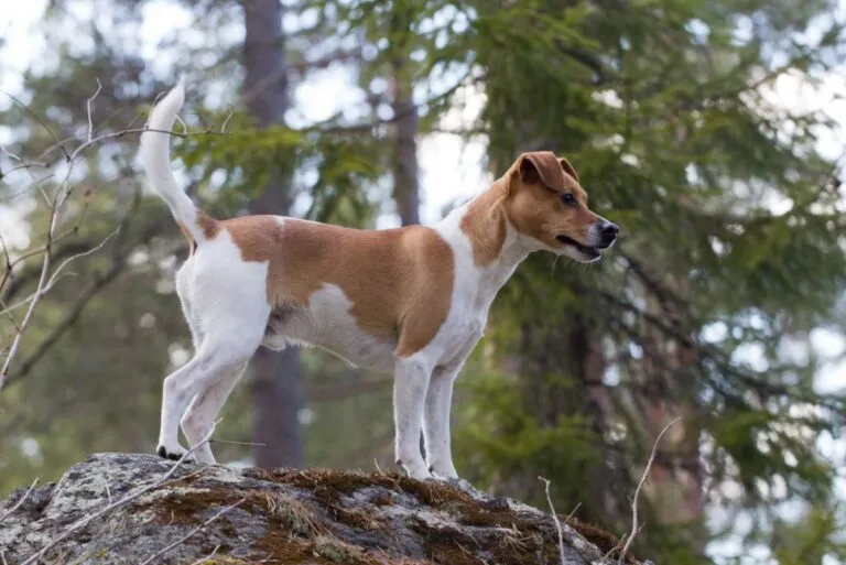 Dansk-svensk hund i skogen