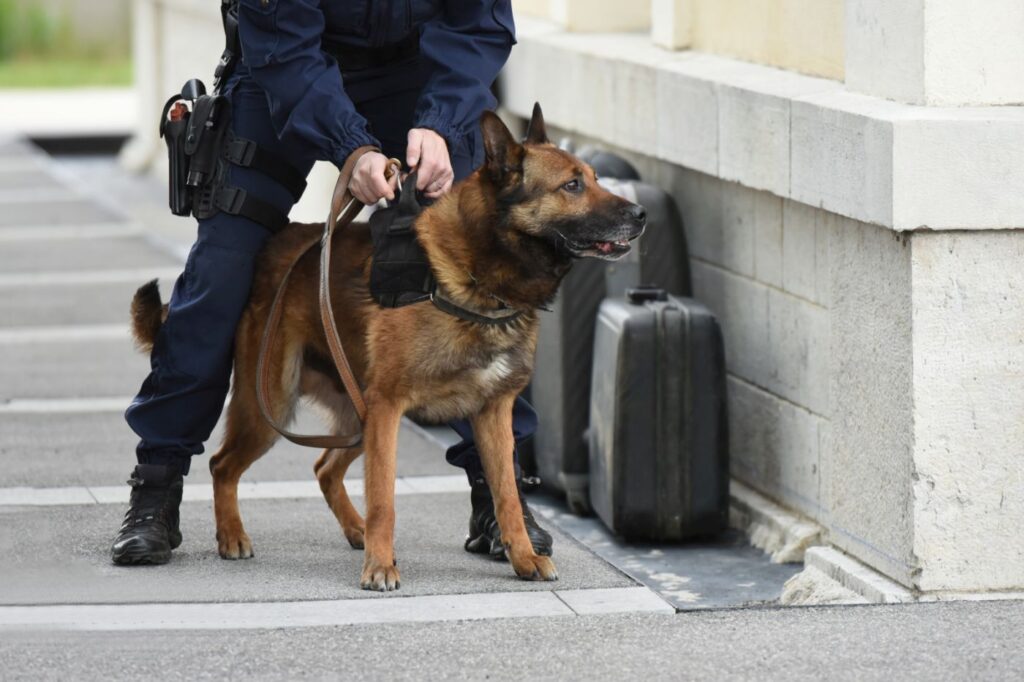 en belgisk schäferhund i tjänst som polis