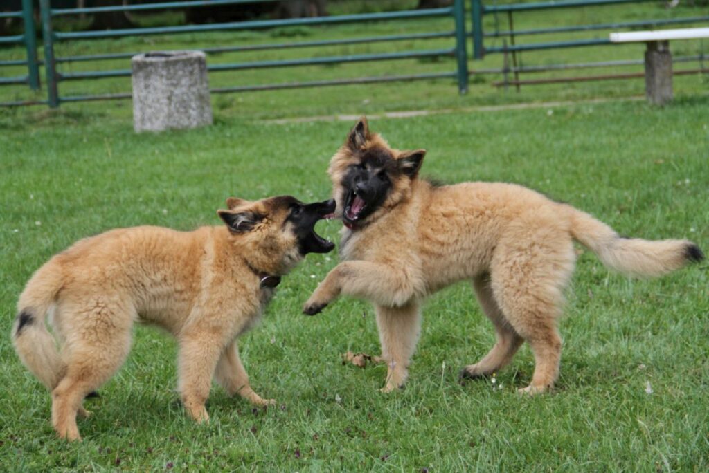 två Belgiska schäferhundar leker i gräset