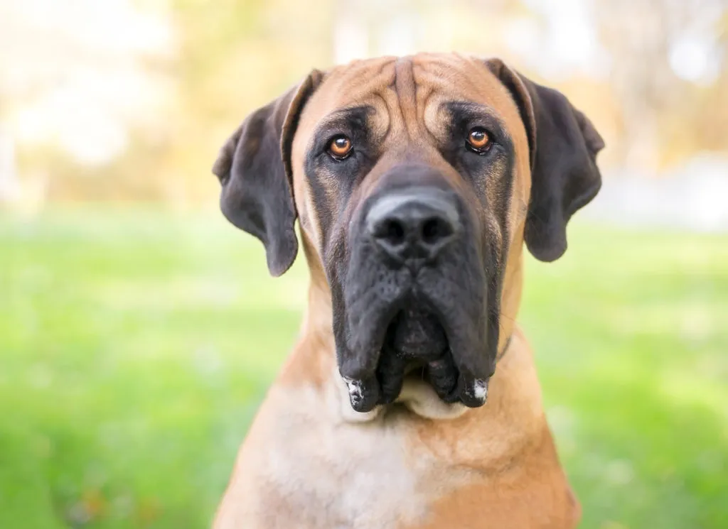 Boerboel porträtt