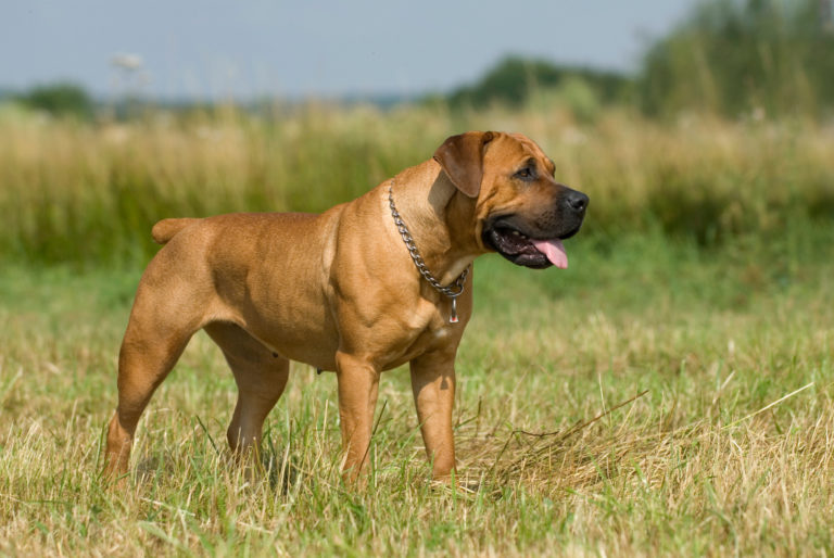 Boerboel i gräset