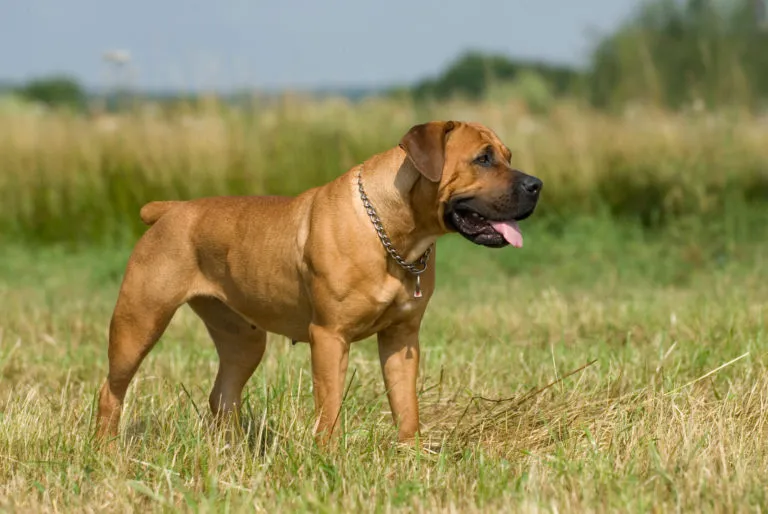 Boerboel i gräset