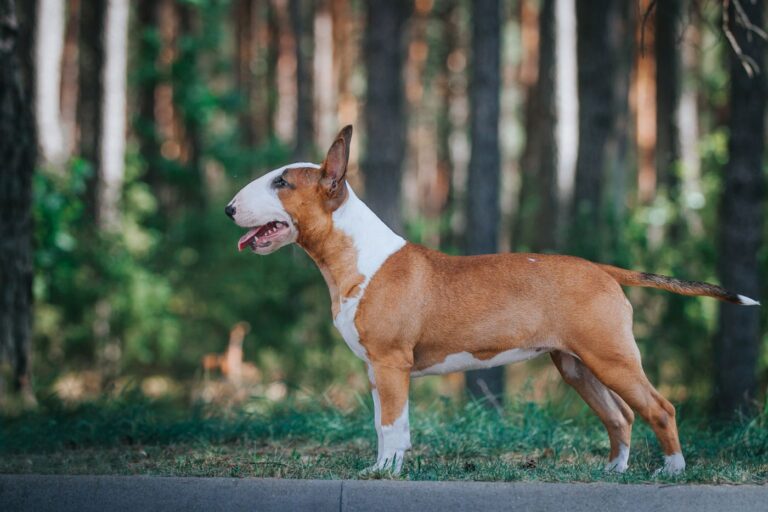 Bullterrier i skogen