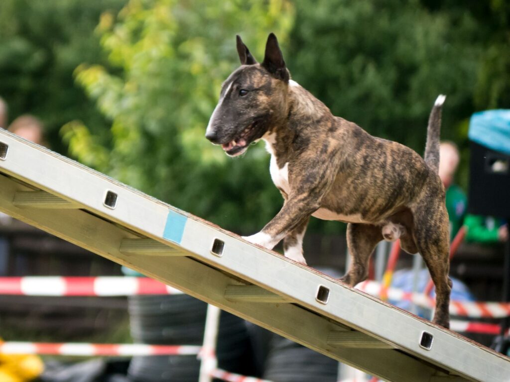 Bullterrier utövar agility