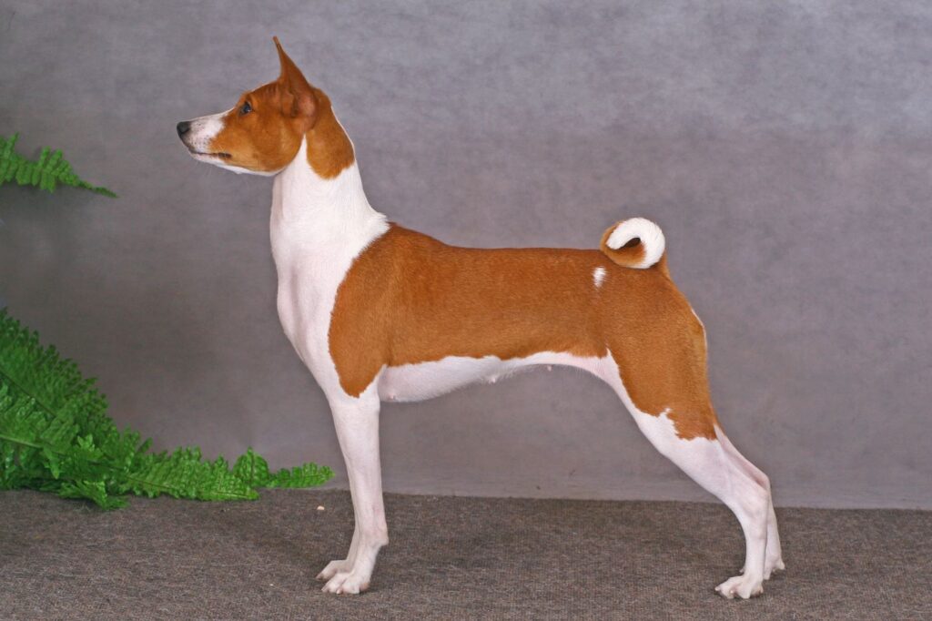 en ståtlig basenji