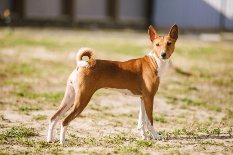 Basenji hundras