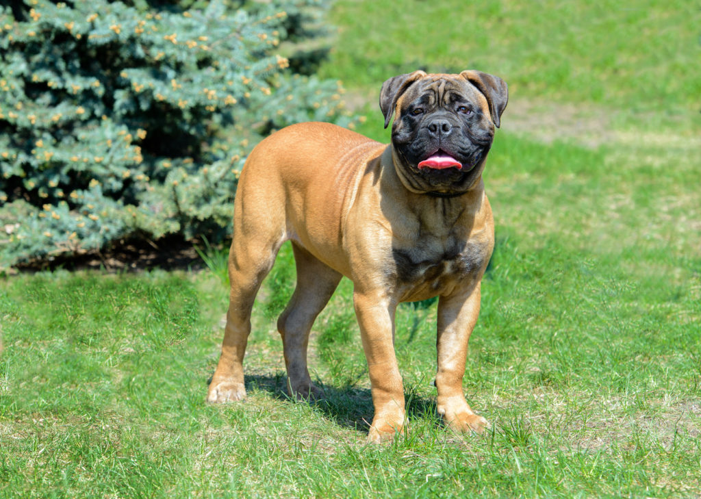 Bullmastiff i gräset