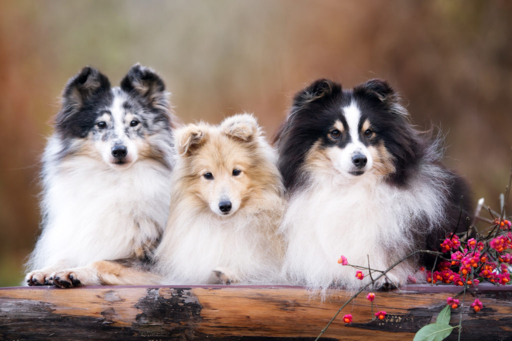 tre Shetland Sheepdog valpar