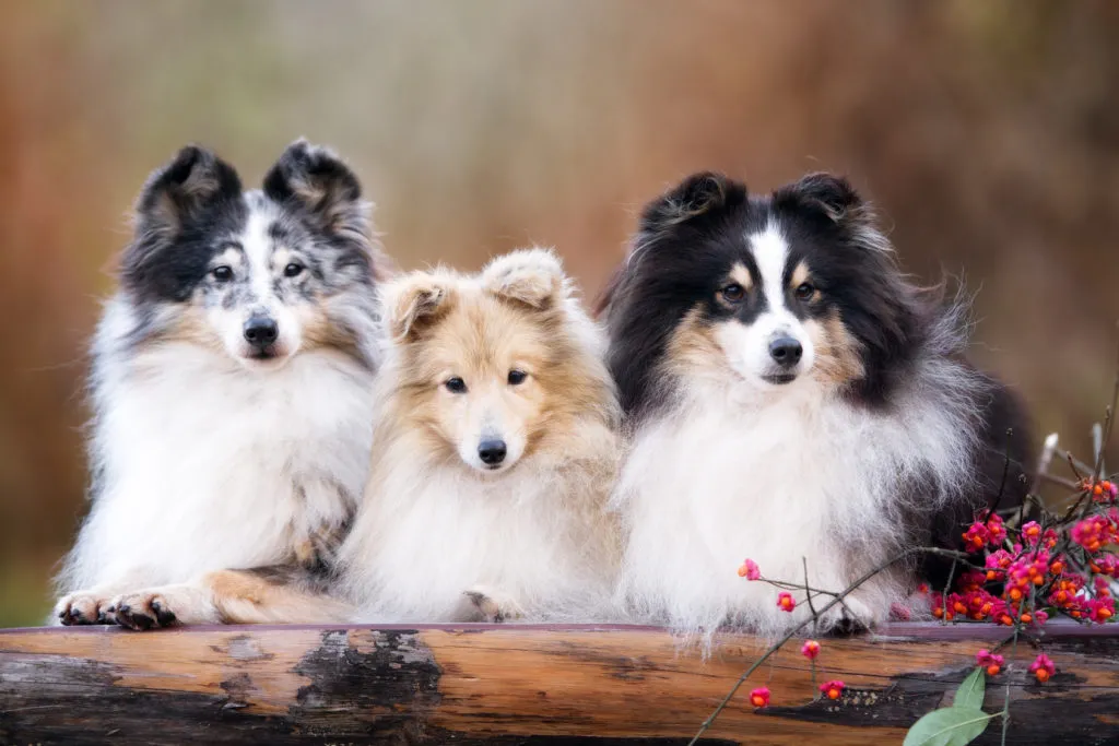 tre Shetland Sheepdog valpar