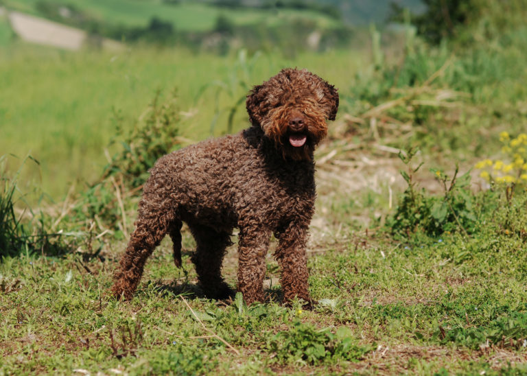 Bild på en Lagotto Romagnolo i gräset