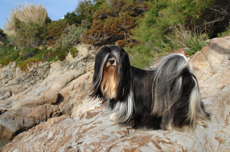 bild på en Lhasa apso hundras