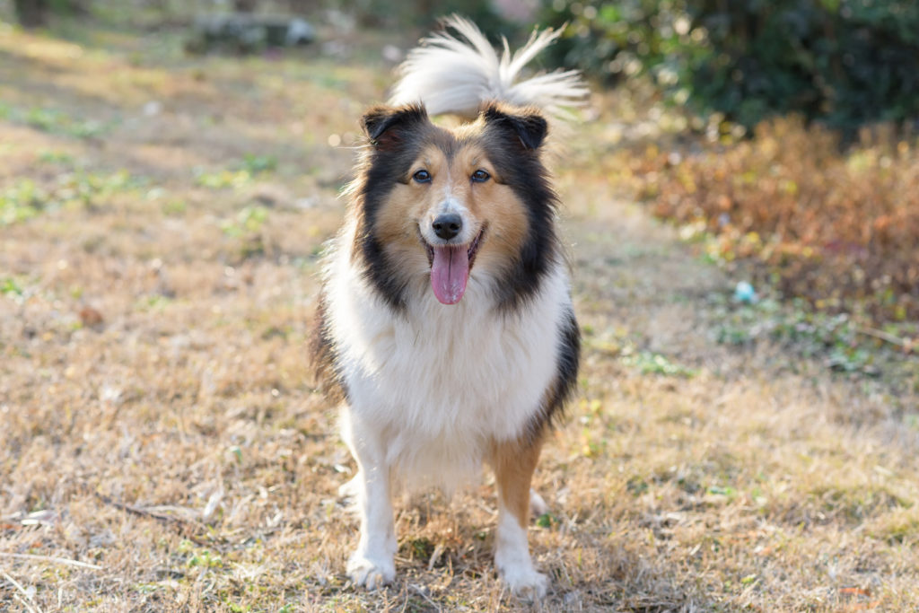 en lycklig Shetland Sheepdog hund ute på promenad