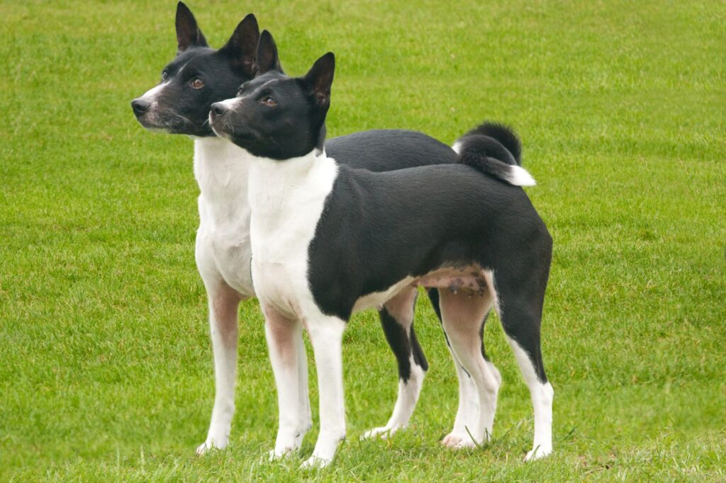 två bensenji hundar i gräset