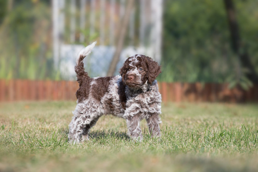 en Lagotto Romagnolo valp