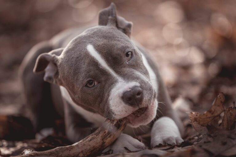 American Bully hundras