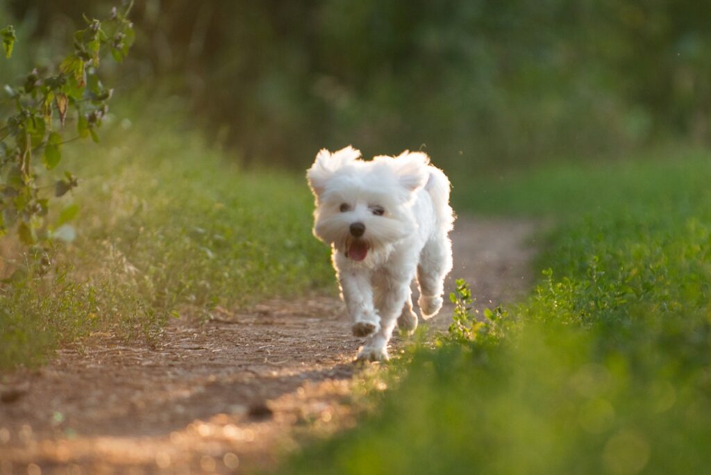 En malteser hund som springer i vårsolen