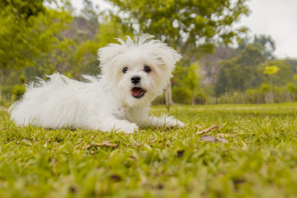 en vit malteser hund