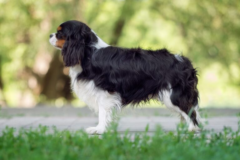 Cavalier king charles spaniel hundras