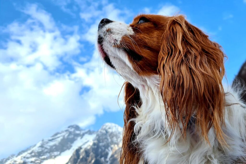 Cavalier king charles spaniel ute på äventyr