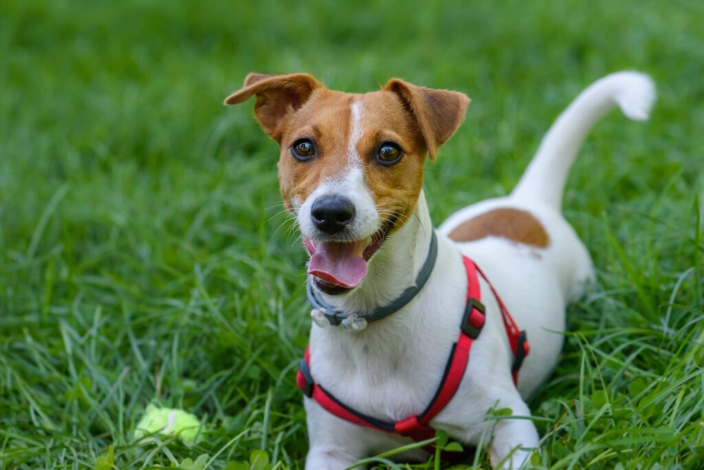 en lycklig jack russell terrier som leker i gräset