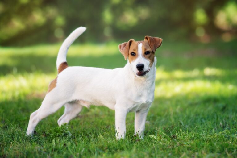 Jack russell terrier hundras