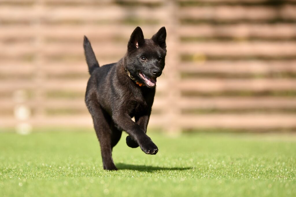 En Kai inu hundvalp som leker i gräset