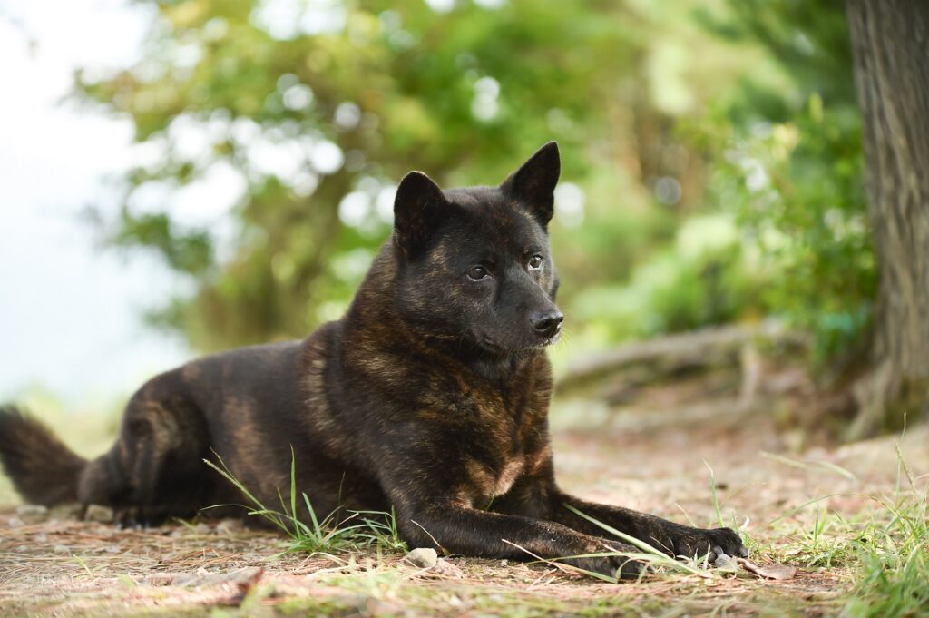 En Kai inu hund som vilar i skogen