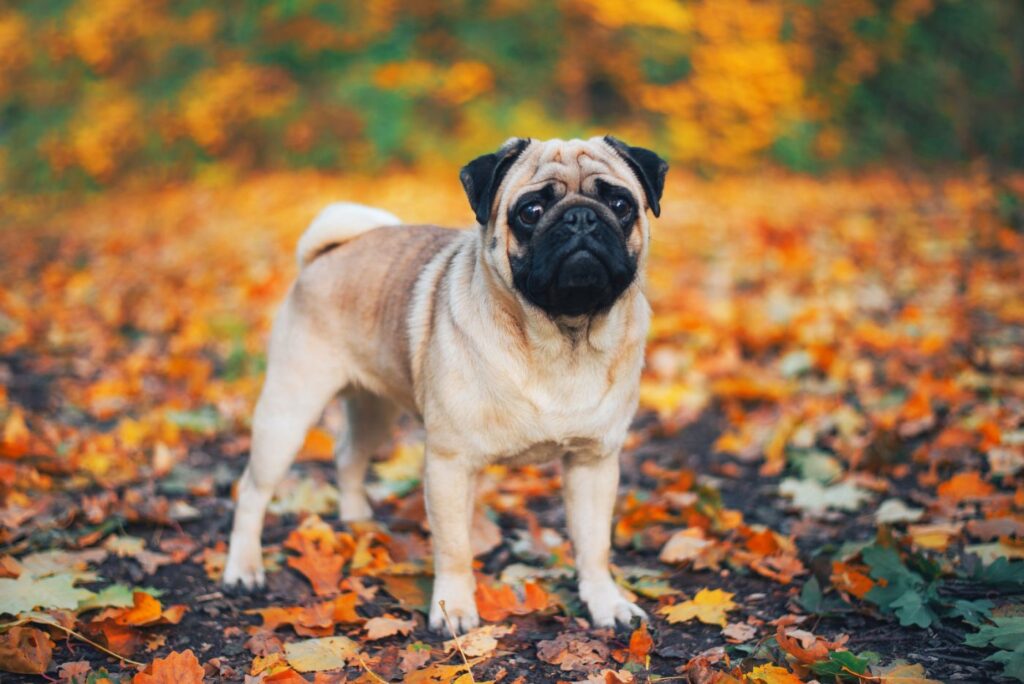 en mops ståendes i en hög av löv på hösten