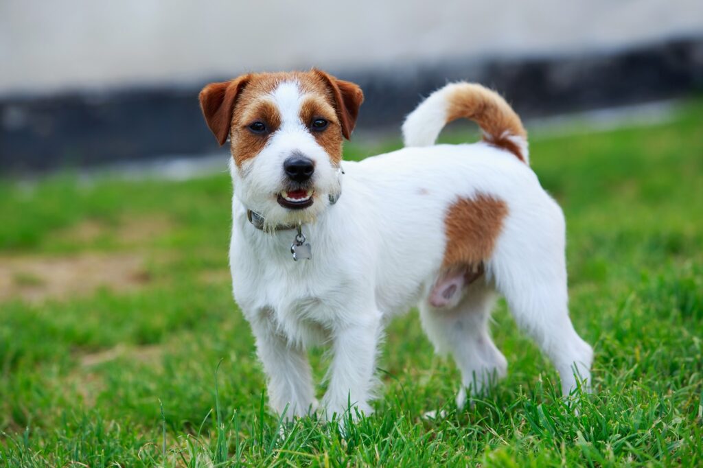 Jack Russell Terrier ståendes på en gräsmatta